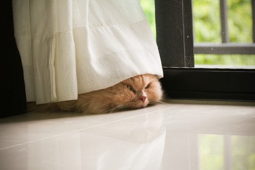 Importance of Curtain Cleaning For Pet Owners